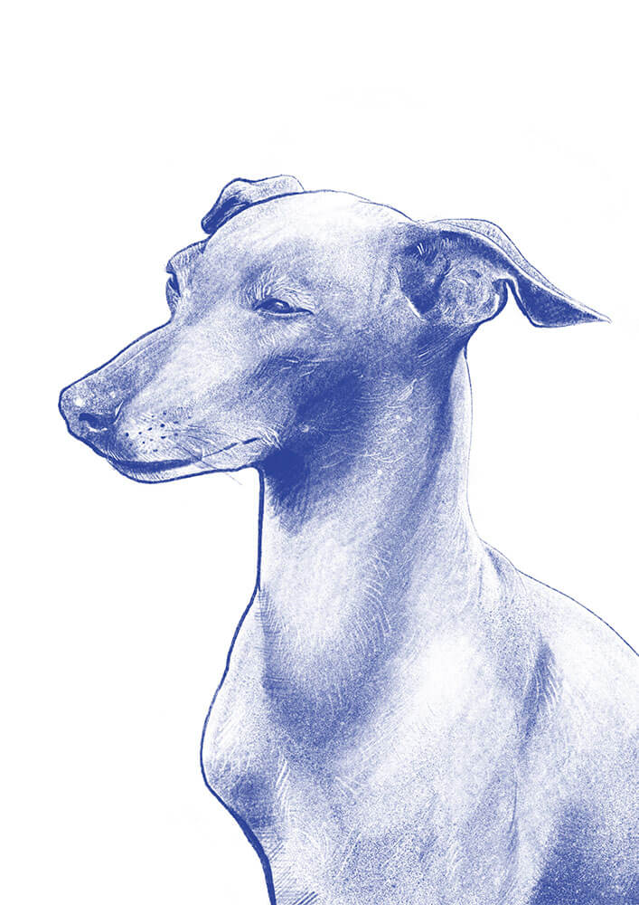 Koko Illustration Hund